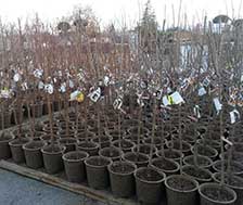 trees 