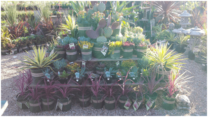 Drought Tolerant Plants at Payless Hardware & Rockery