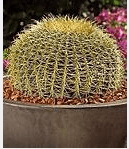 Barrel Cactus in San Jose, CA