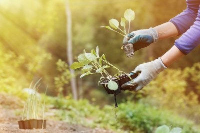 Water Conservation for Landscaping in San Jose, CA