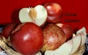 Nature of Spice Zee NectaPlum