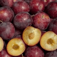 Nature of Burgundy Plum