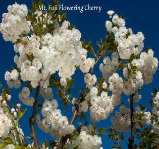 Flowering Trees In San Jose By Payless Hardware Rockery