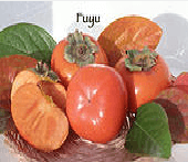 fuyu