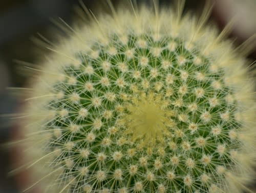 Cacti Maintaining Tips