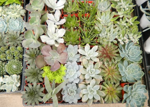 -Cactus
