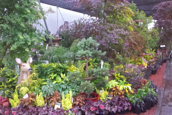 Water Conserving Tips for Home Garden by Payless Hardware & Rockery