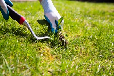 pulling weeds 