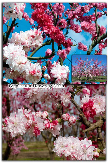 Peppermint Flowering Peach in San Jose, CA