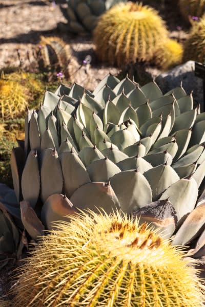 Barrel Cacti in San Jose, CA